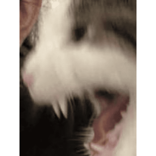 Gatitod virales - Memes #1 🤣🐈 5