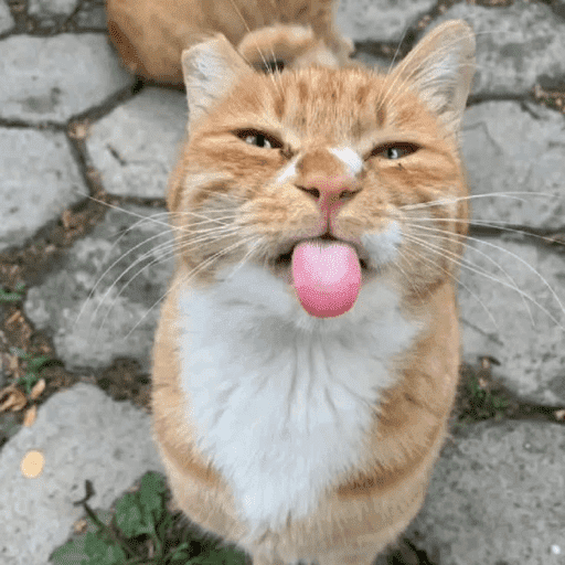 Gatitod virales - Memes #1 🤣🐈 10