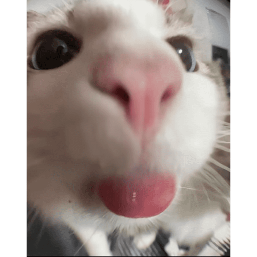 Gatitod virales - Memes #1 🤣🐈 3