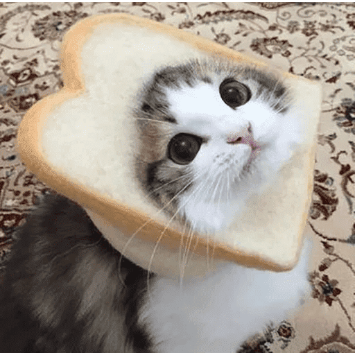 Gatos en pan 🤣 - Memes