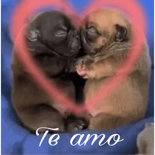 Amor variado ❤️ 2026 8