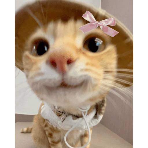 Gatos coquetos 😳💕 6