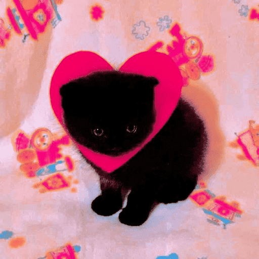 Gatos coquetos 😳💕 4
