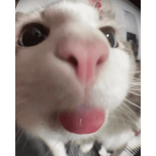 Gatos coquetos 😳💕 9