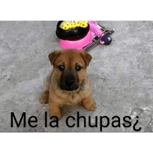 Xddd 8