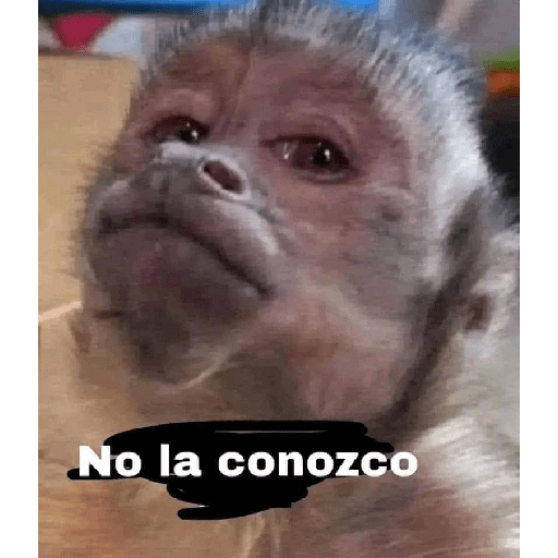 Xddd 7