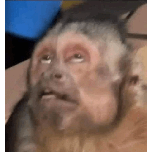Xddd 1
