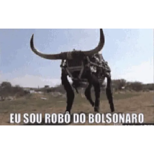 VIDA DE GADO - Gifs 15