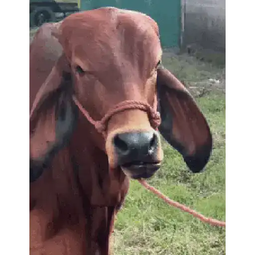 VIDA DE GADO - Gifs 5