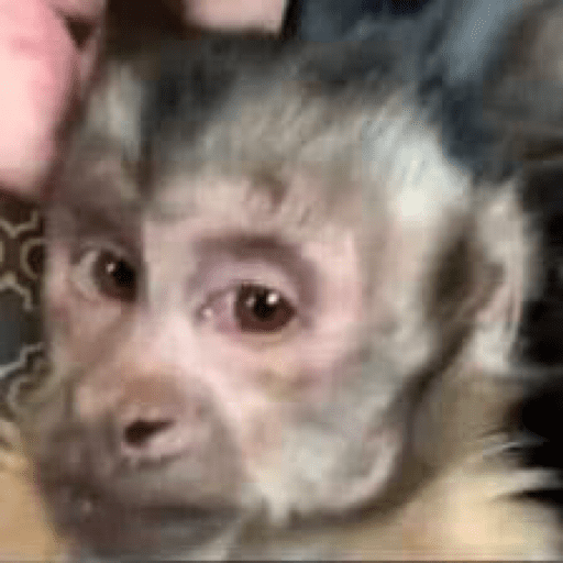 Monos 1.7 18