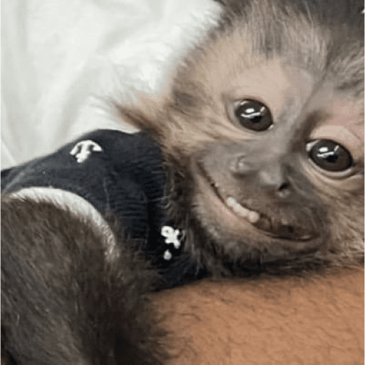 Monos 1.7 22
