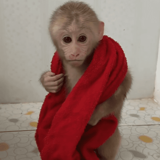 Monos 1.7 4