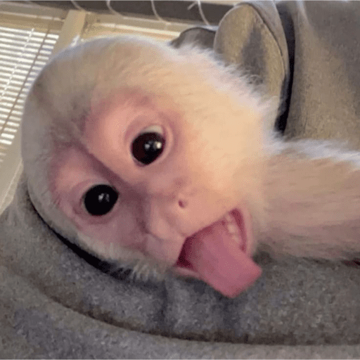 Monos 1.7 19