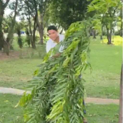 Vid 17