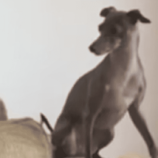 Animais 4