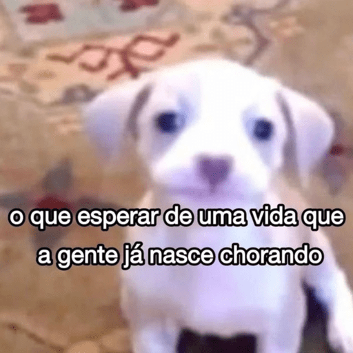 Animais 12