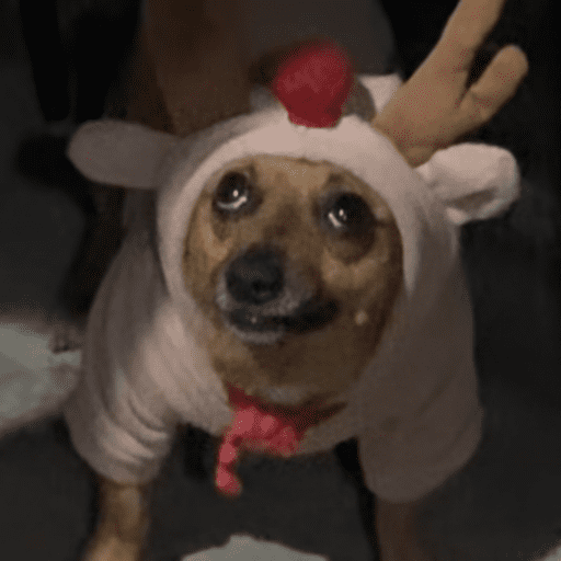 Animais 9