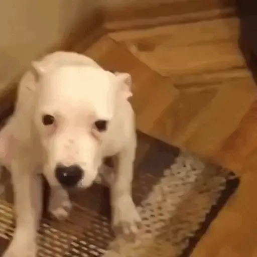Animais Gif 1
