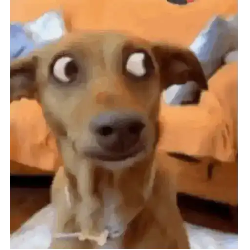 Animais Gif 2