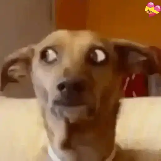 Animais Gif 3