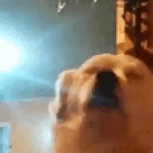 Animais Gif 4