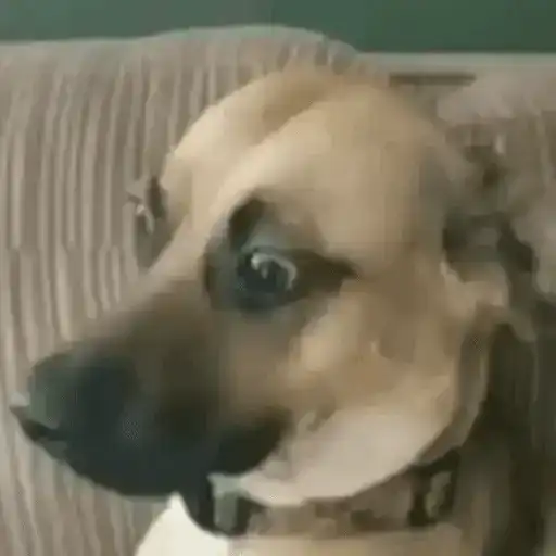 Animais Gif 5