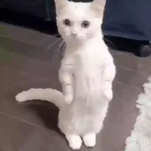 Animais Gif 6