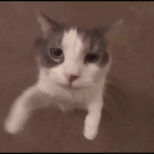 Animais Gif 7