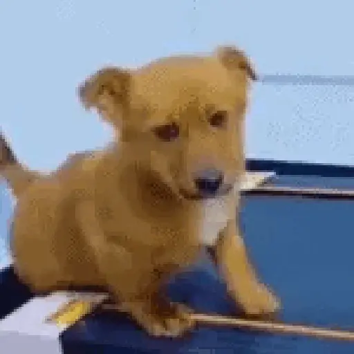 Animais Gif 11