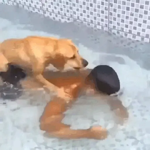 Animais Gif 8