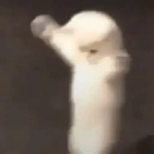 Animais Gif 10
