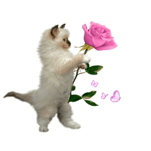 Gatitos  17