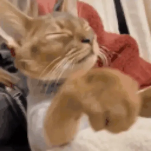 Gatos 1
