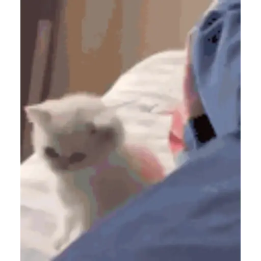 Gatos 7
