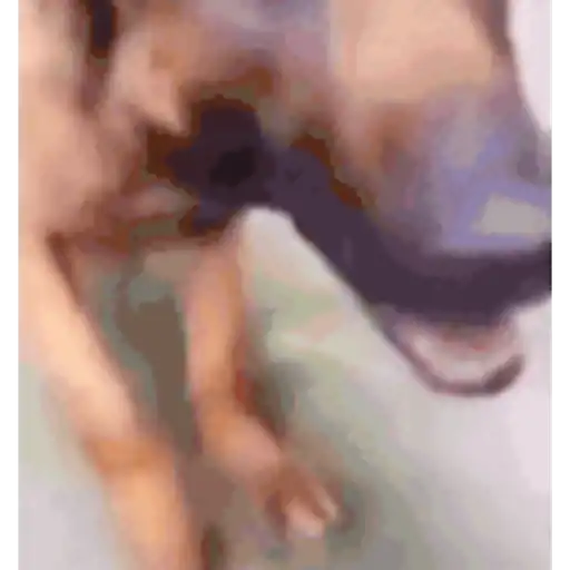 Gatos 9