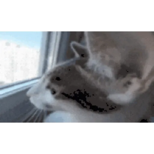 Gatos 2