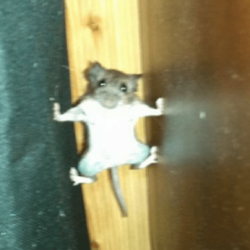 Animales 4