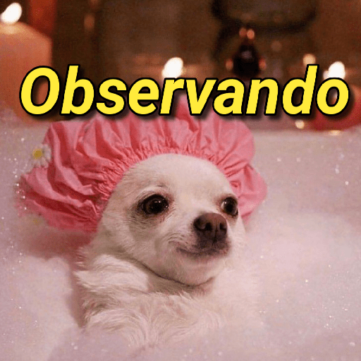 MEMES DOS MEMES 13