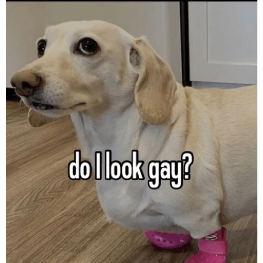 Fruitydog 7