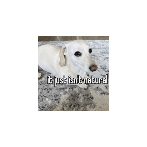 Fruitydog 21
