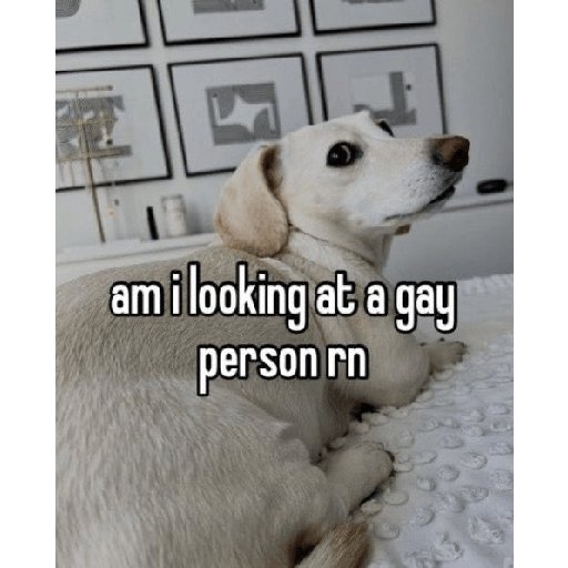 Fruitydog 16
