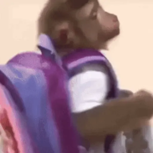 Macaquinhos reagindo 5