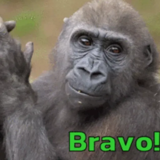 Macaquinhos reagindo 14