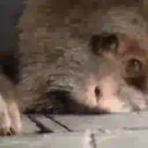 Macaquinhos reagindo 3