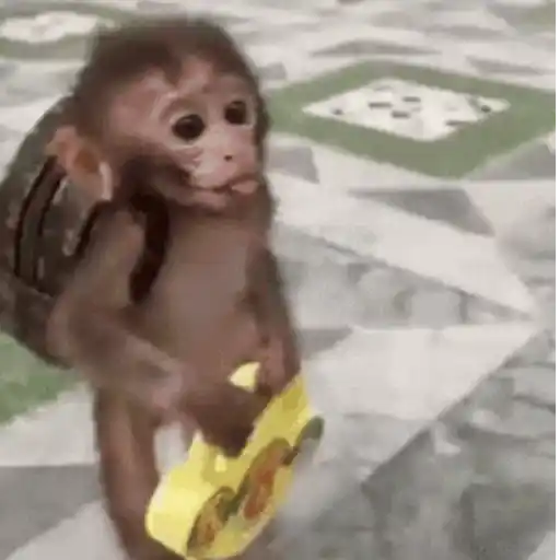 Macaquinhos reagindo 9