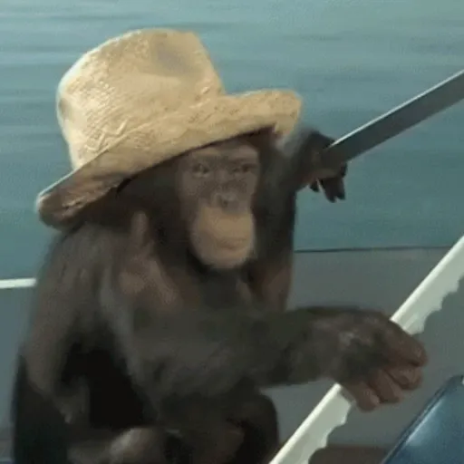 Macaquinhos reagindo 12