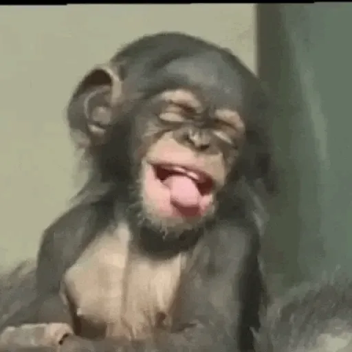 Macaquinhos reagindo 4