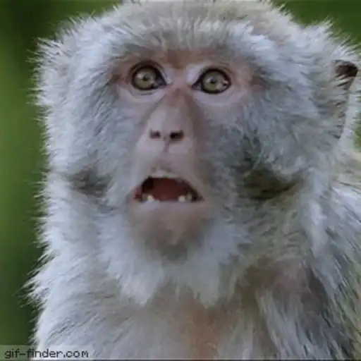 Macaquinhos reagindo 2