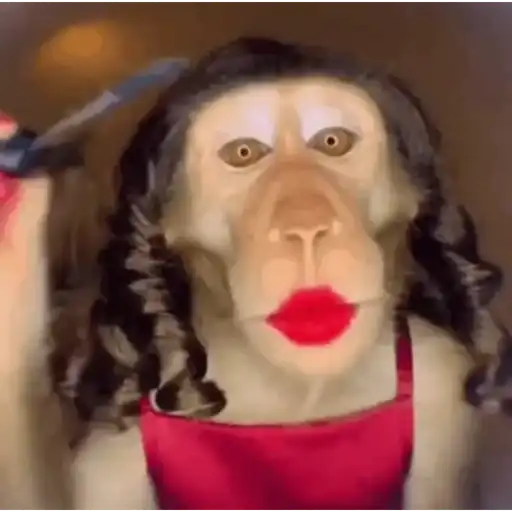 Macaquinhos reagindo 6