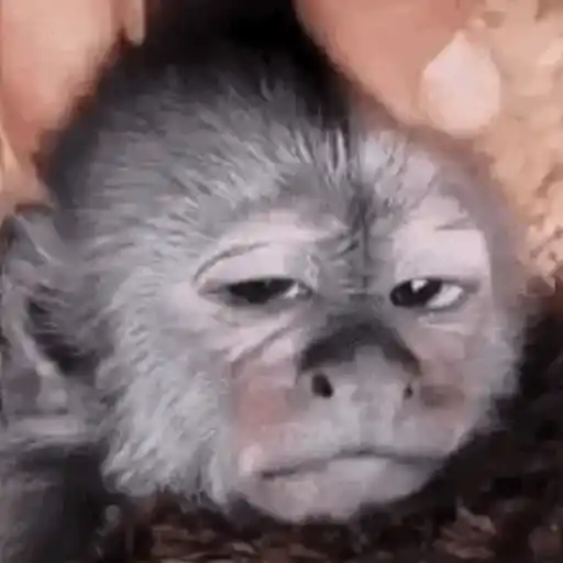 Macaquinhos reagindo 10